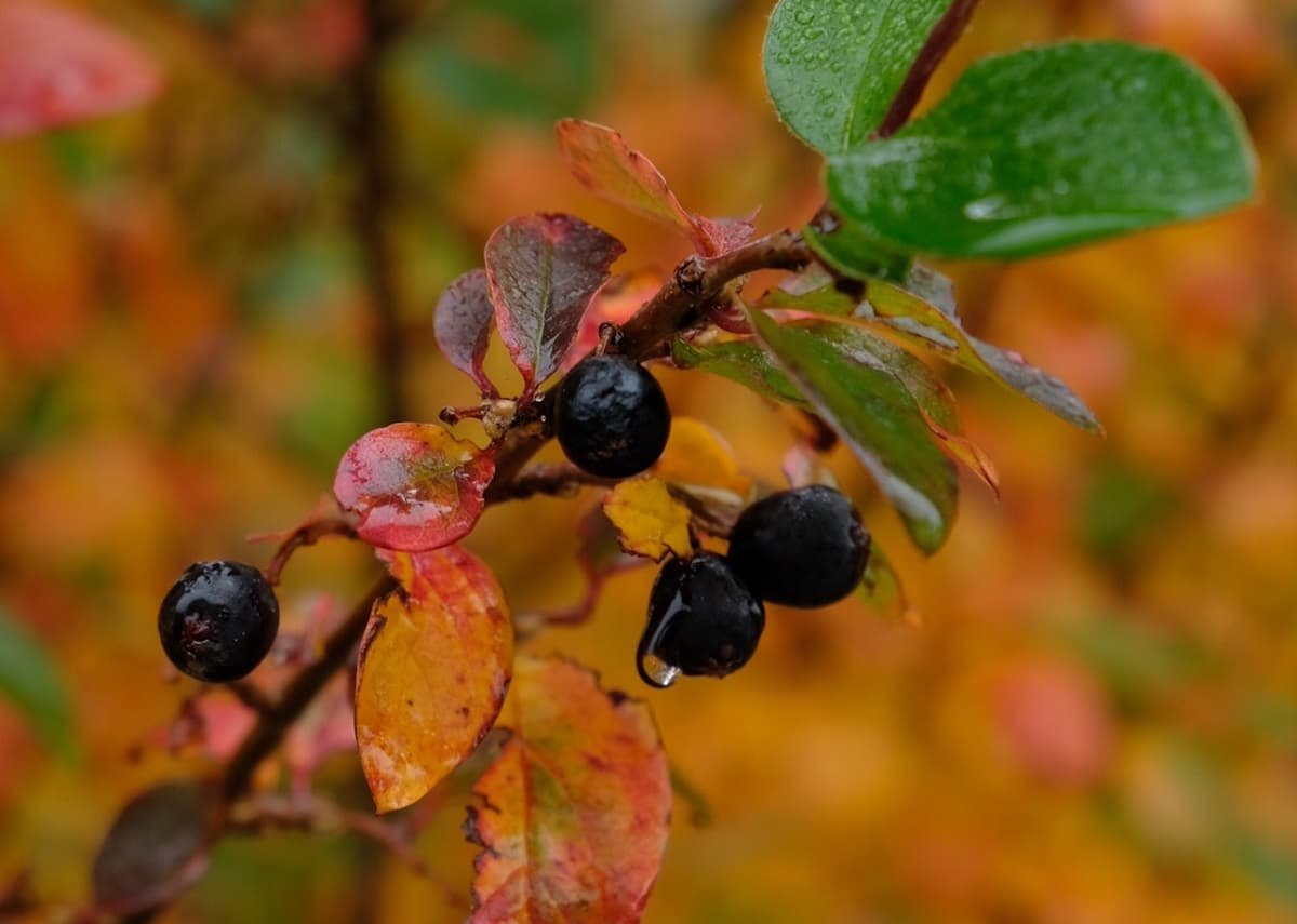 aronia berries or chokeberries