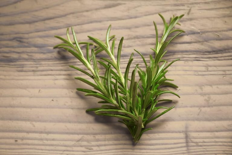 Rosemary on a wooden background