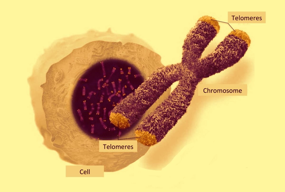 best supplements for telomere protection