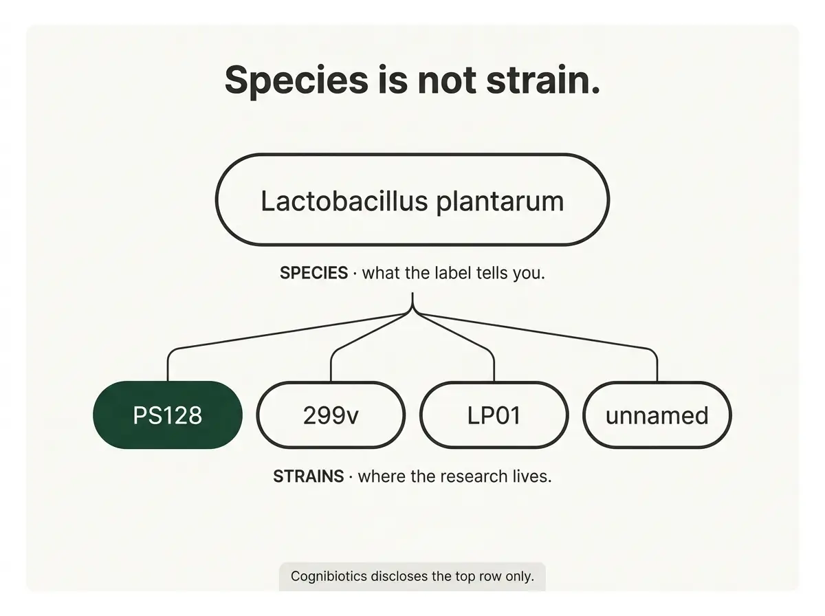 Diagram explaining probiotic strain specificity, showing one Lactobacillus plantarum species branching into four different strains including PS128