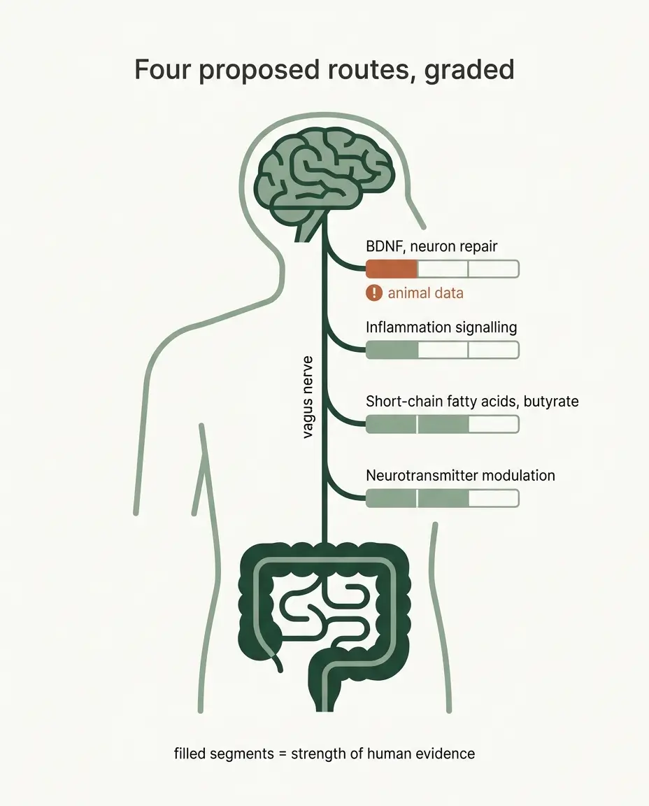 Diagram of four gut-brain axis pathways with evidence strength meters showing which mechanisms have human data