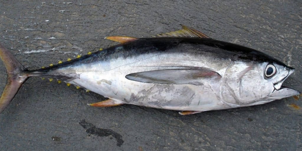 tuna fish