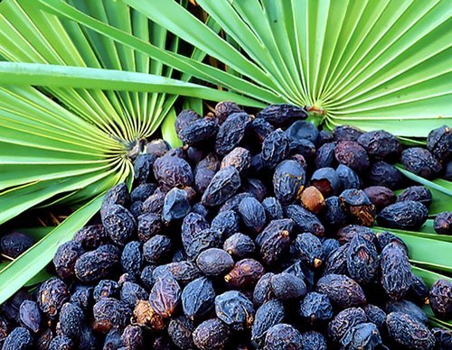 Saw palmetto