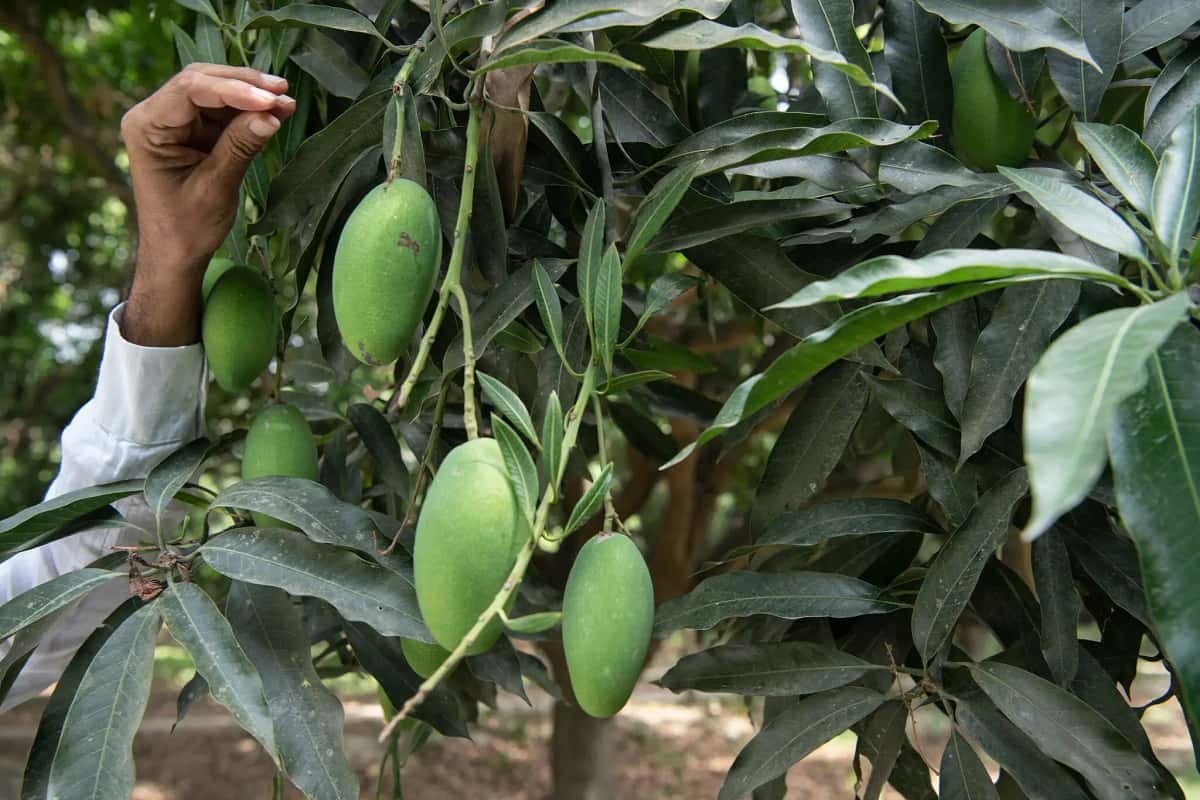 african mango