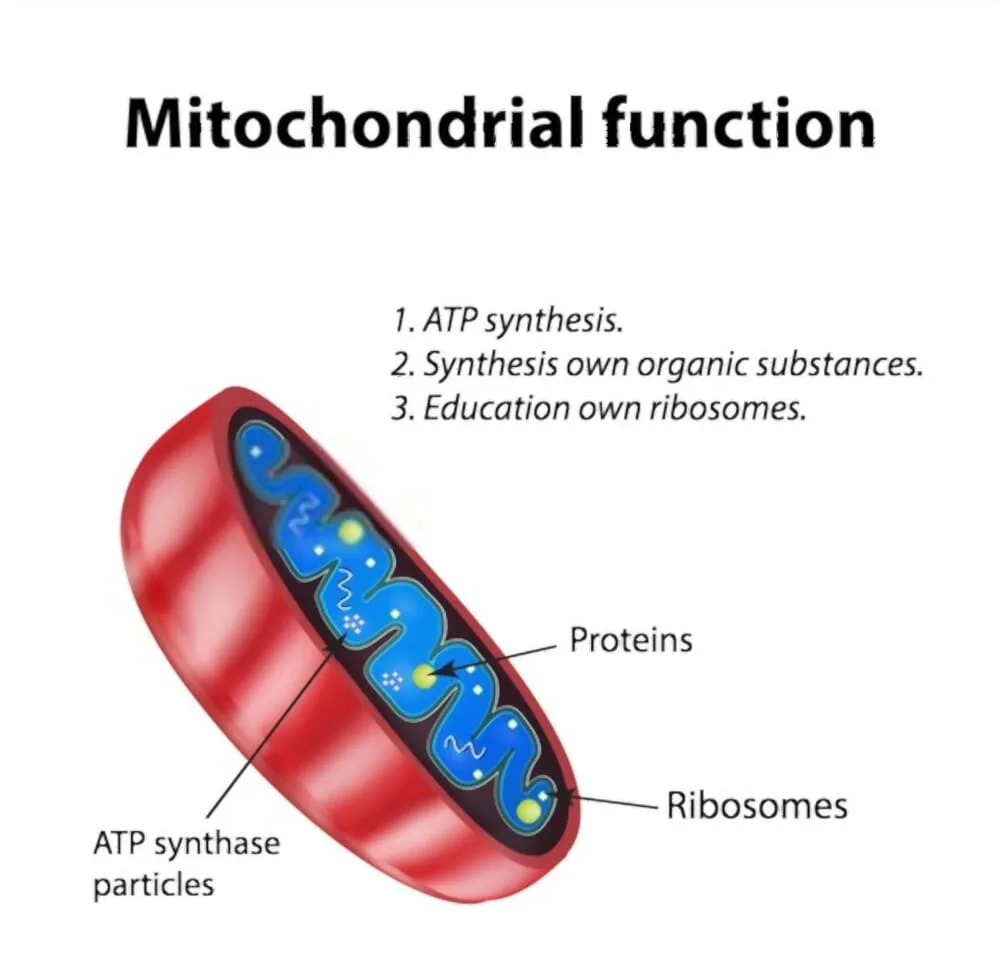 mitochondrial function