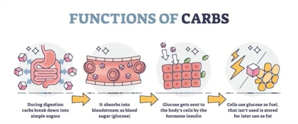illustration of carb breakdown in the body