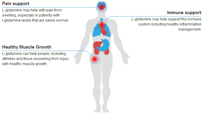 Illustration presenting the main areas of L-glutamine helps