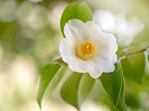 Camellia sinensis flower