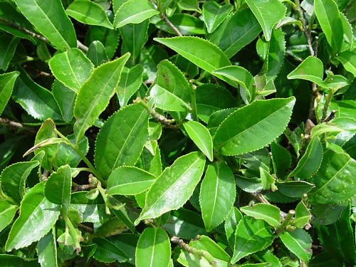 Camellia sinensis plant