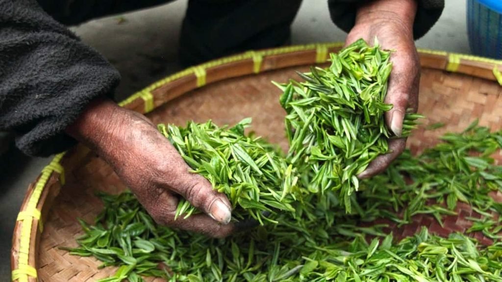 green-tea-leaves