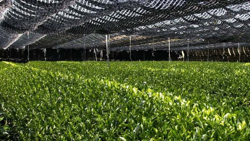 Shaded Matcha Tea Field