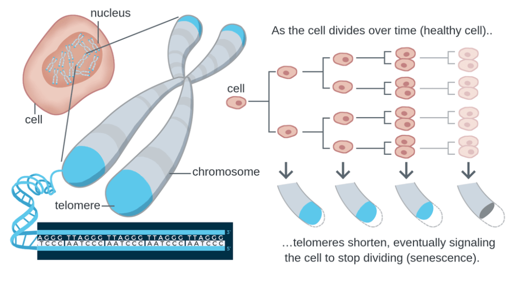 Schematic image showing a human cell with DNA within the nucleus. Zoomed image showing a chromosome with telomere caps