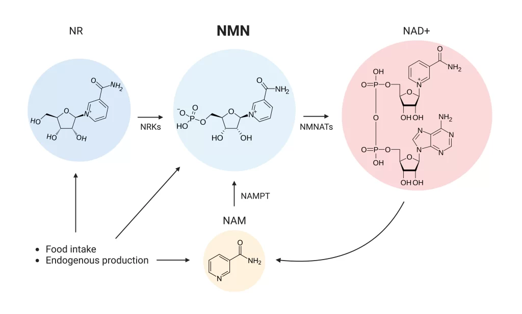 NMN Pathway