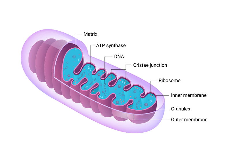 Illustration with of the structure of mitochondria