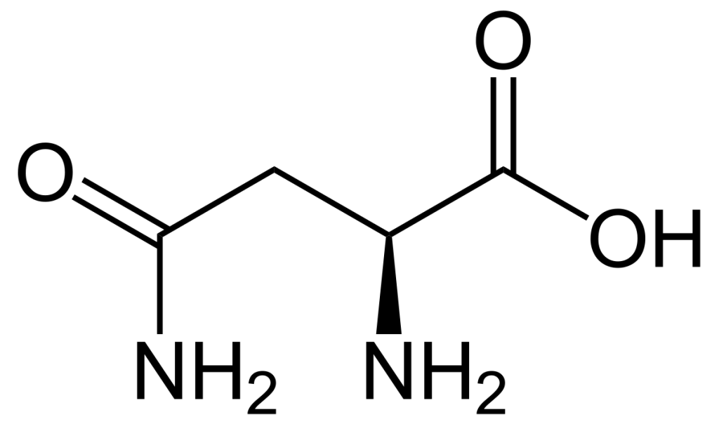 Asparagine Molecular Structure