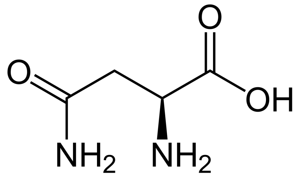 Asparagine Molecular Structure