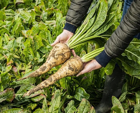 huge chicory roots