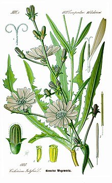 1885 chicory illustration