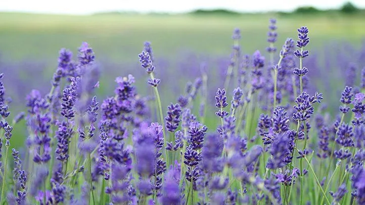 Field with wild lavenders
