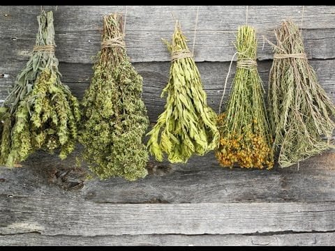 Herbs during air drying process