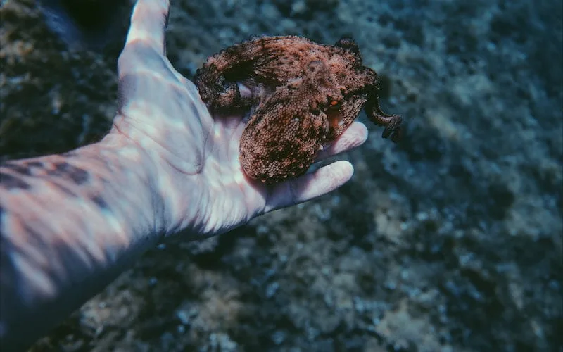 A Person Underwater Holding A Small Octopus