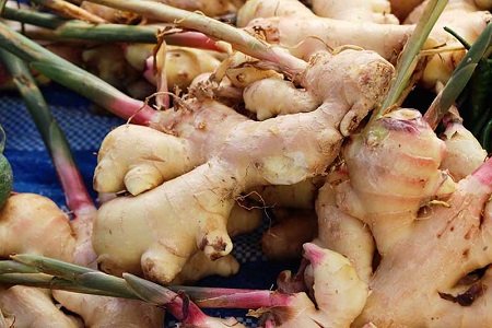 ginger rhizomes