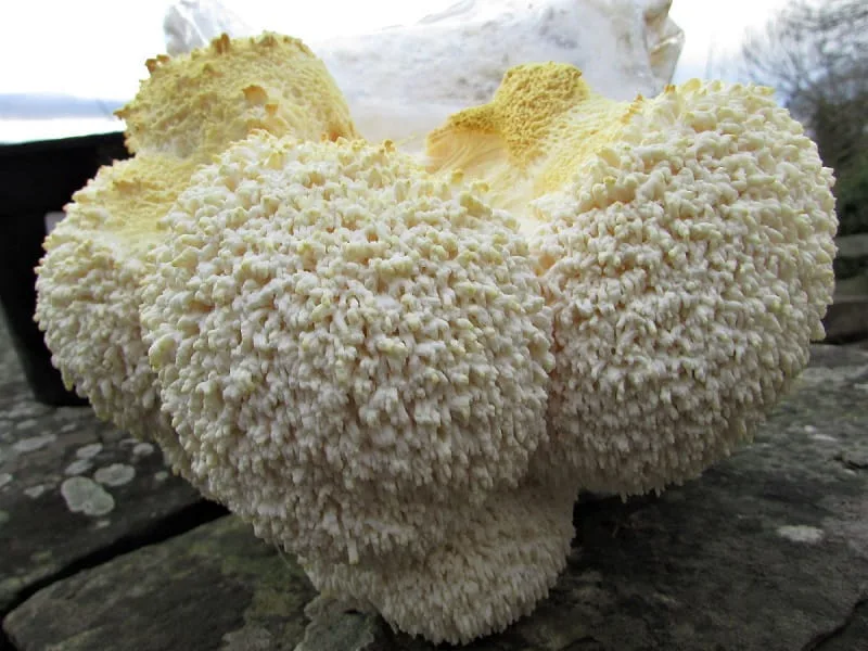 Lion's mane mushroom