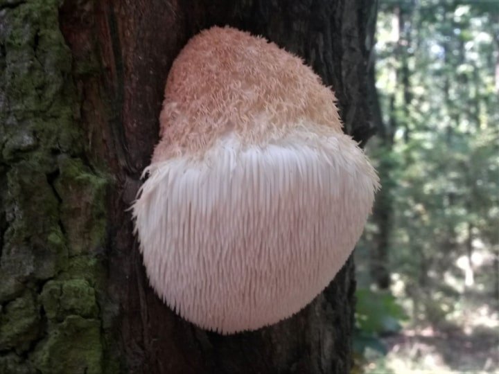 Lions Mane mushroom