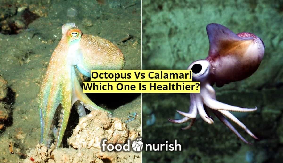 Octopus Vs Calamari features image