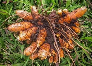 Image of Turmeric-Rhizome