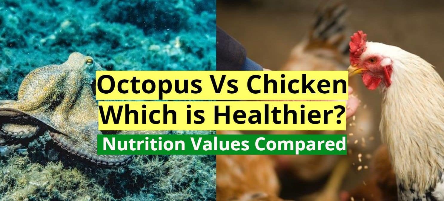 Octopus vs Chicken Featured image