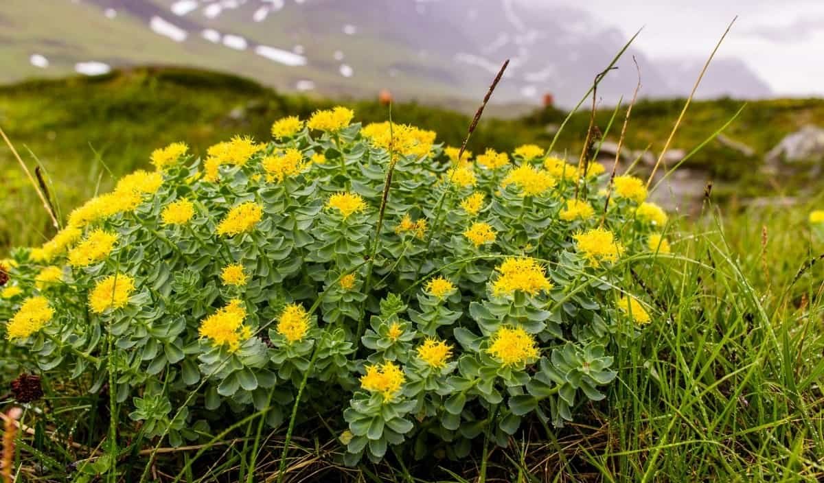Rhodiola Rosea bush