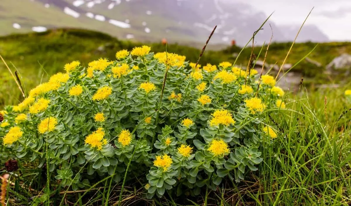 Rhodiola Rosea bush