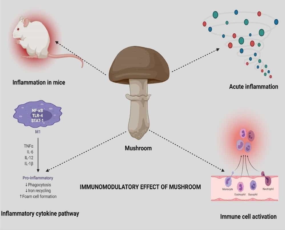 Immunomodulatory effect of mushrooms into Immune cell activation