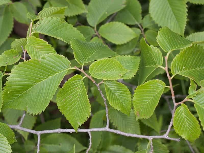 Slippery elm (Ulmus rubra).