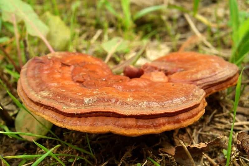 Reishi Mushroom