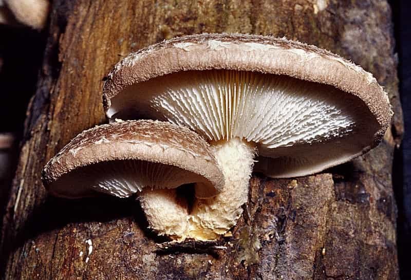 Cultivated shiitake mushrooms growing from a log