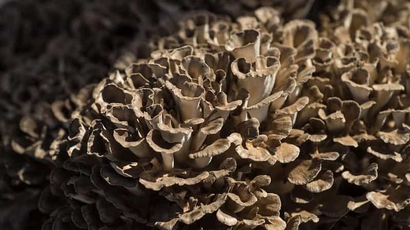 Maitake Mushroom