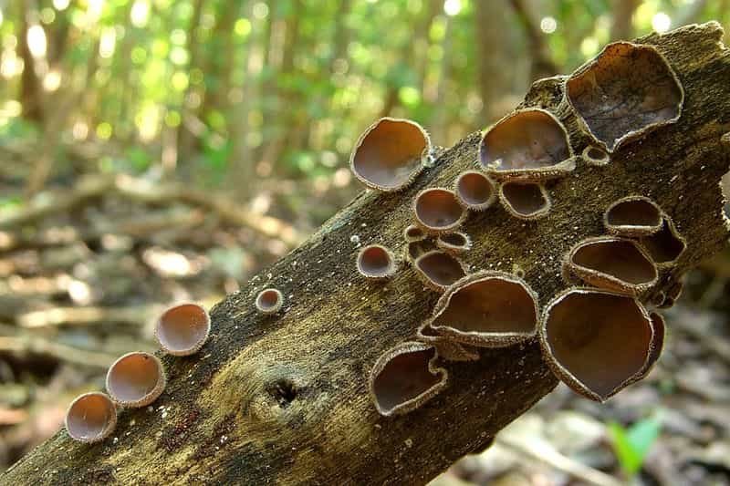 Black Mushrooms (Auricularia polytricha) on a Tree. Source: Wikimedia Commons