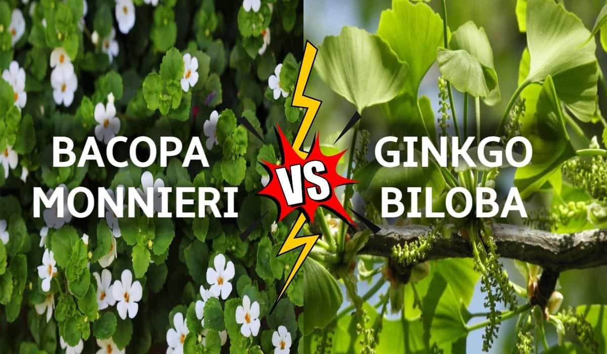 Bacopa Monnieri Vs Ginkgo Biloba