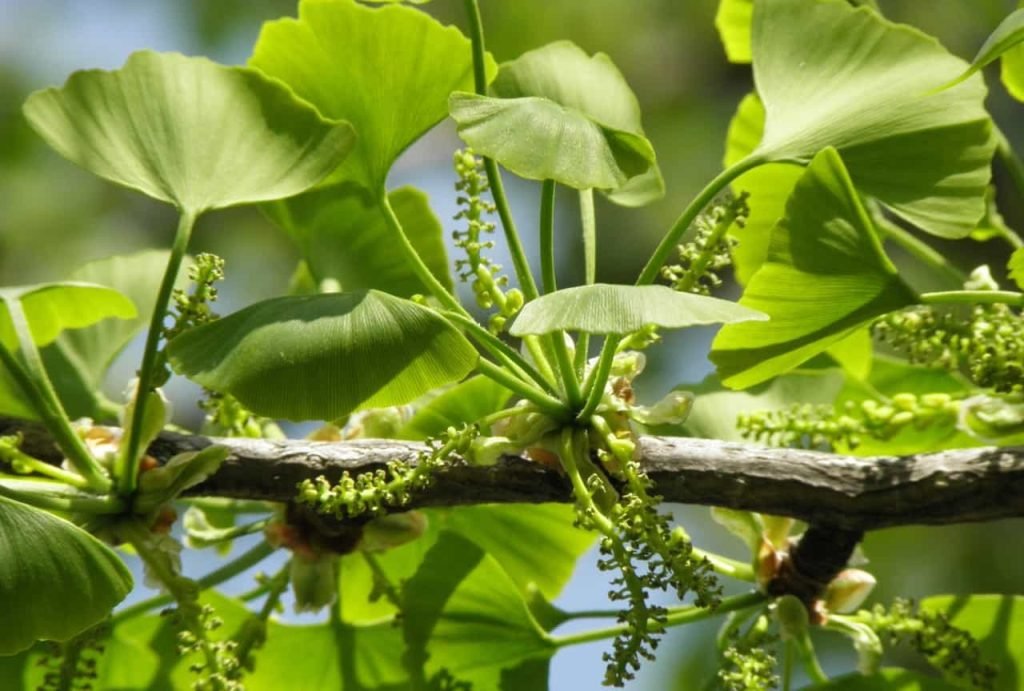 Gingko Biloba Leaves