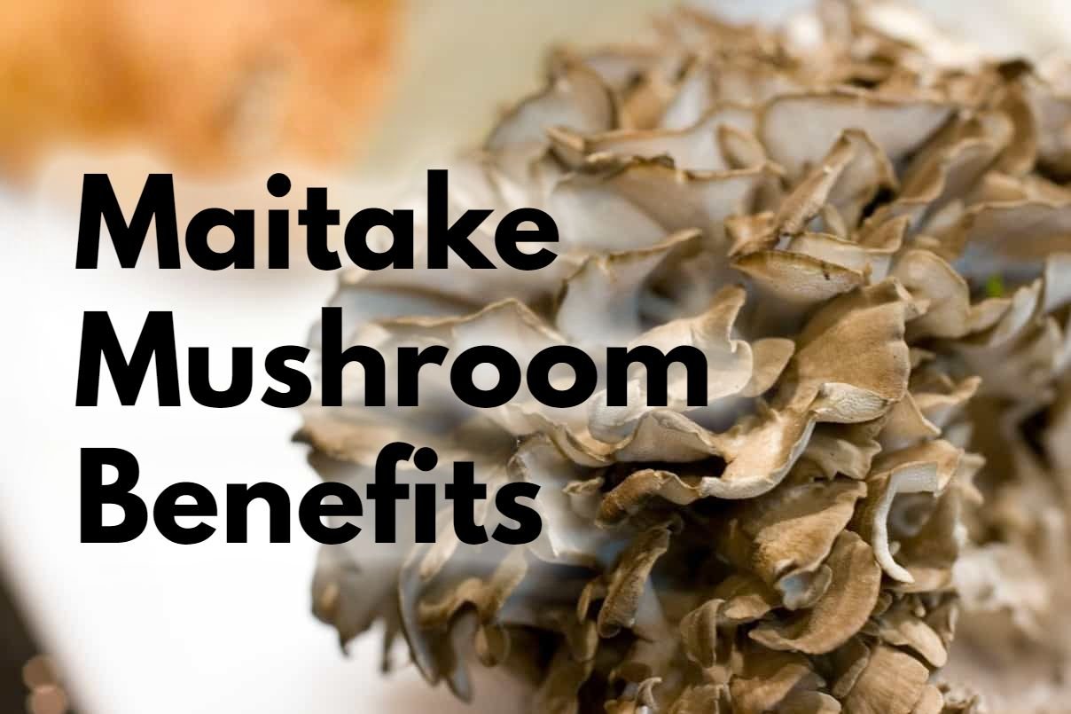 Maitake Mushroom Benefits