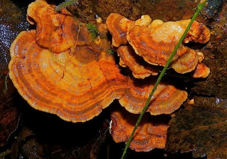 Turkey Tail Mushroom