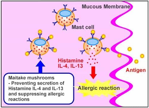 How Maitake Mushrooms prevent the secretion of Histamine