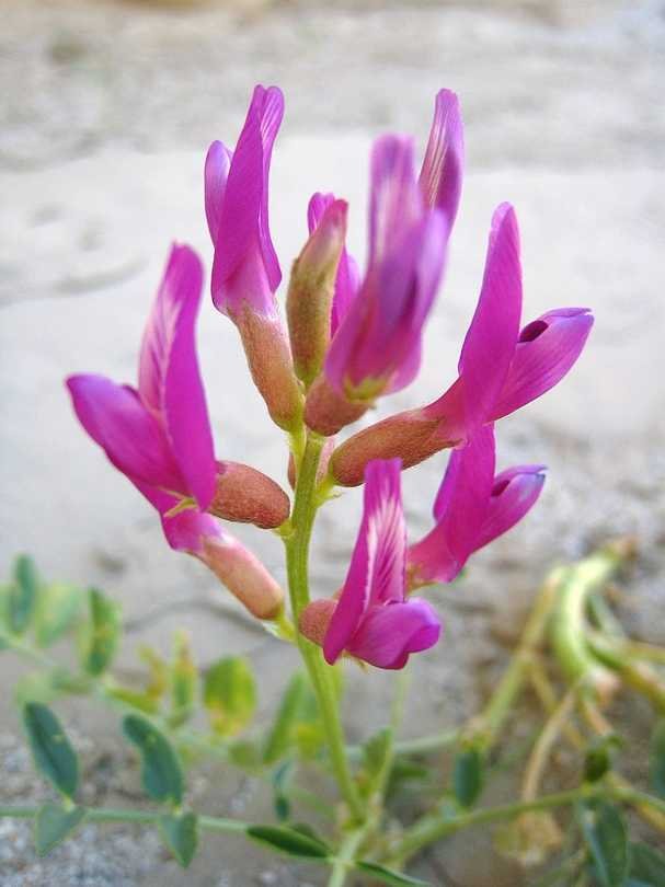 Astragalus lentiginosus var. borreganus — Borrego Milkvetch. In Anza Borrego Desert State Park, southern California.