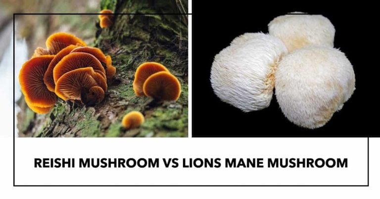 Reishi Mushroom vs Lion's Mane