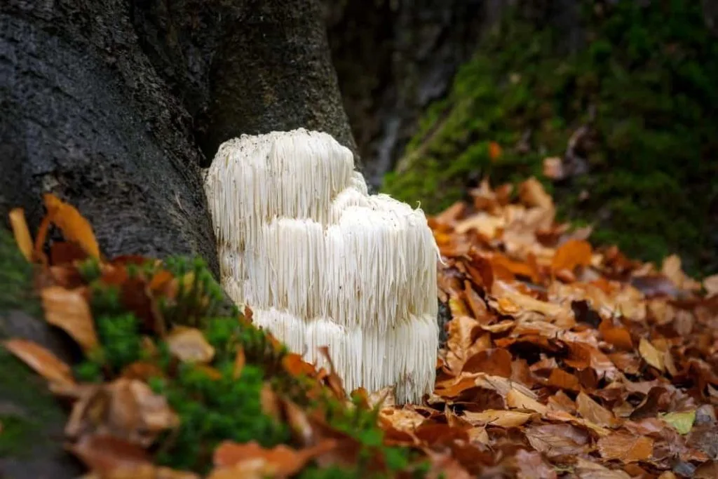 Lion's mane mushrooms in a forest.