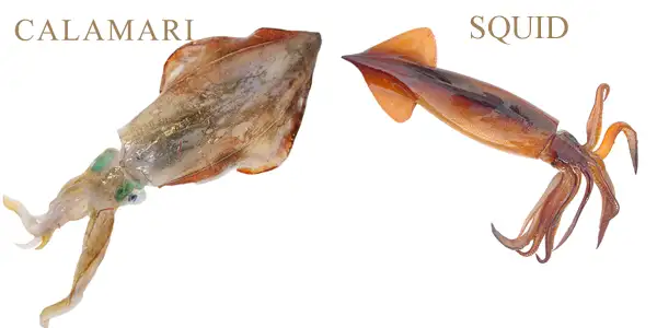 The difference between calamari and squid. As you can see they are pretty similar but not the same.