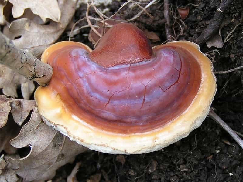 Reishi Mushroom. 