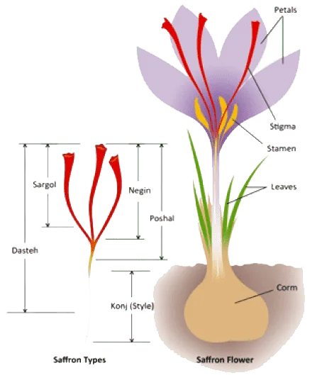 Anatomy of Saffron flower and Saffron Stigmas